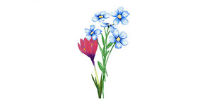 Blumen & Pflanzen