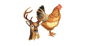 Geflügel, Eier & Wild